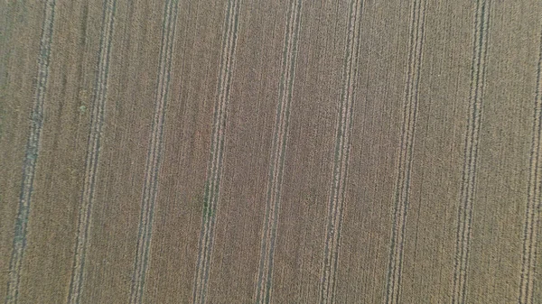 Textura Pole Pšenice — Stock fotografie