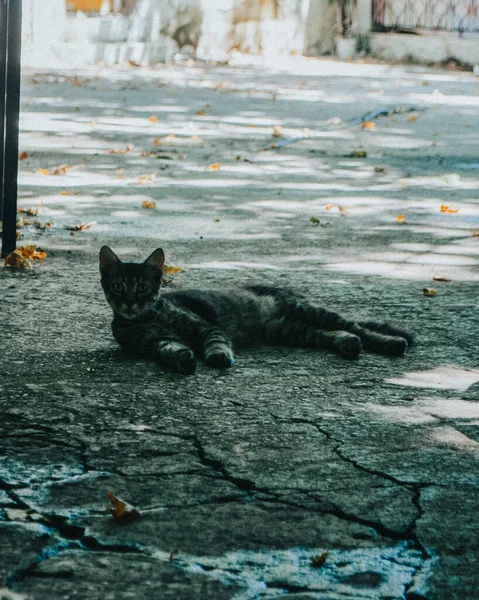 고양이 거리에 — 스톡 사진