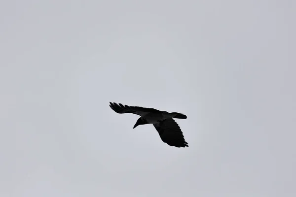 Черно Белое Фото Летающей Птицы — стоковое фото
