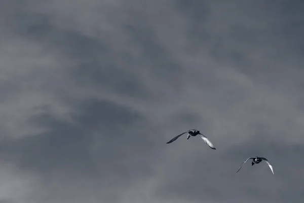 Flock Seagulls Flying Sky Day — Stock Photo, Image
