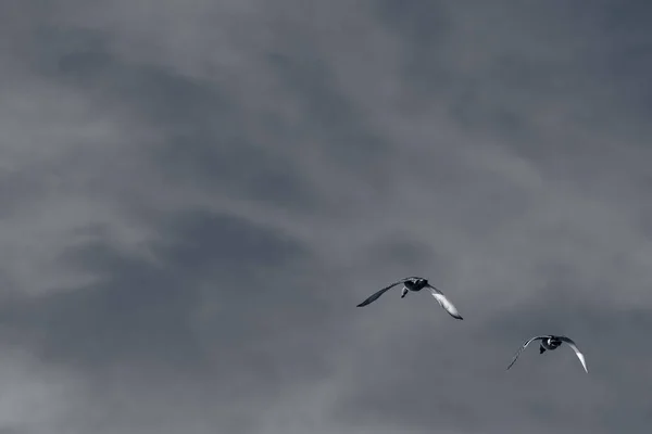 Troupeau Mouettes Volant Dans Ciel Jour — Photo