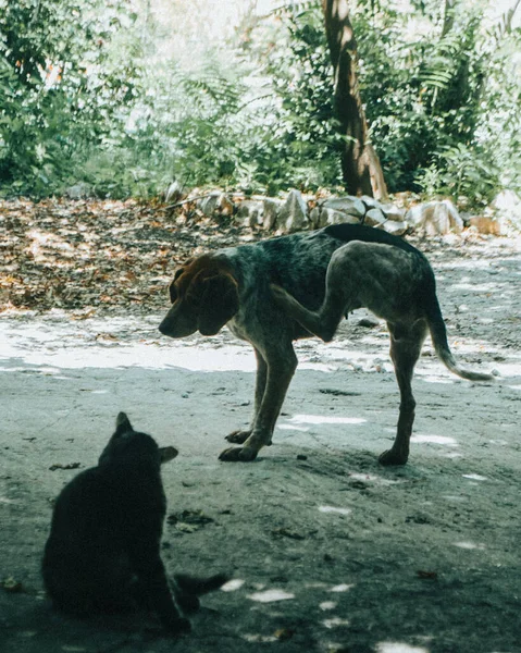 Ασπρόμαυρη Φωτογραφία Σκύλου — Φωτογραφία Αρχείου
