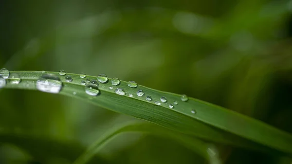 Krople Wody Zielonej Trawie — Zdjęcie stockowe