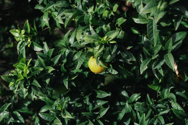 Green Leaves Tree Lot Fruits — Stock Photo, Image