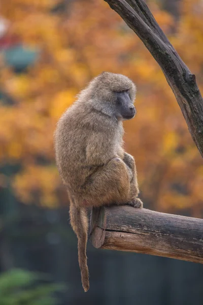 一只可爱的棕尾猴坐在树枝上的特写镜头 — 图库照片