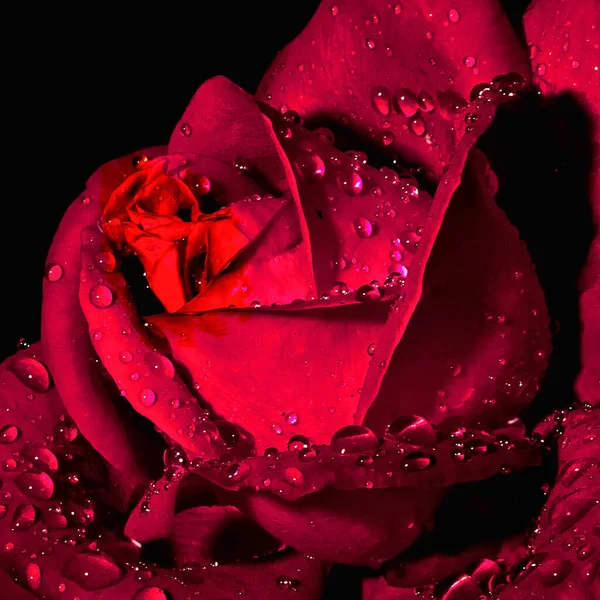 Rode Roos Met Waterdruppels — Stockfoto