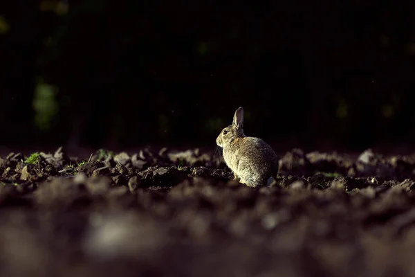 Ein Kleines Weißes Kaninchen Gras — Stockfoto