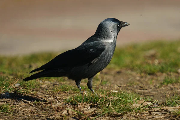 Zwarte Kraai Een Groen Gras — Stockfoto