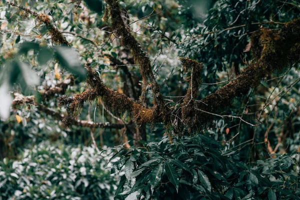 Egy Közeli Kép Egy Fáról Erdőben — Stock Fotó