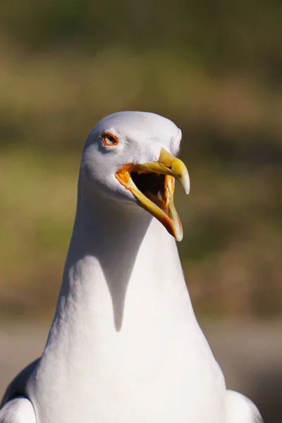 Close Seagull Sea — стоковое фото
