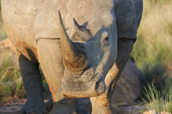 Вид Прогуливающихся Крупных Носорогов — стоковое фото
