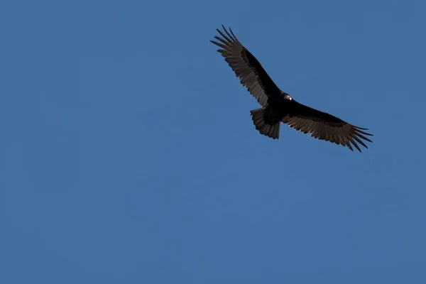 Fågel Som Flyger Skyn — Stockfoto