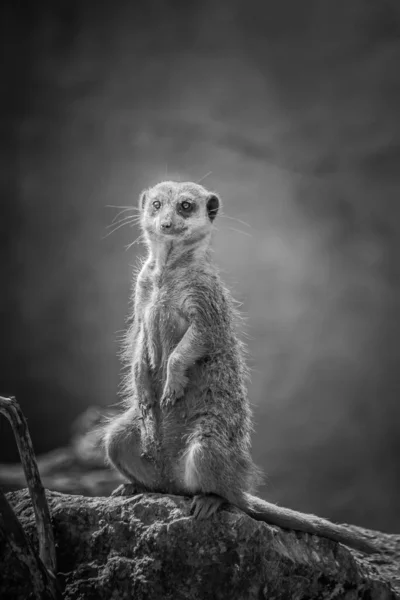 Suricata Suricatta Suricate Wildlife Mammal Animal Fauna Nature Camera —  Fotos de Stock