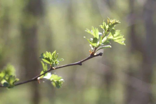 Vackra Vårblommor Trädgården — Stockfoto