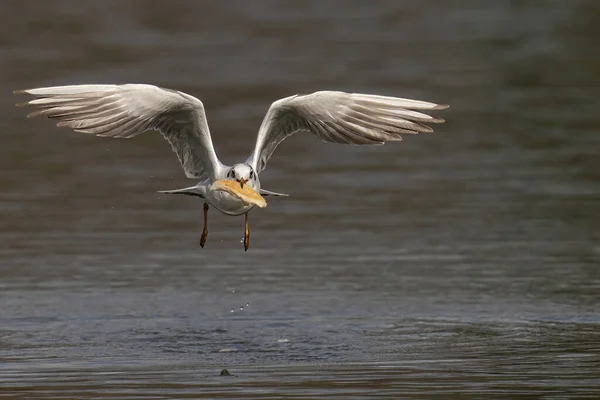 Vue Rapprochée Une Mouette — Photo