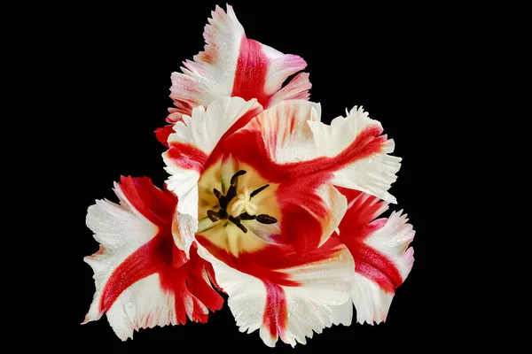 Красивый Красный Цветок Лилии Черном Фоне — стоковое фото