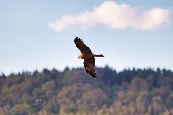 Ένας Όμορφος Φαλακρός Αετός Που Πετάει Στον Ουρανό — Φωτογραφία Αρχείου
