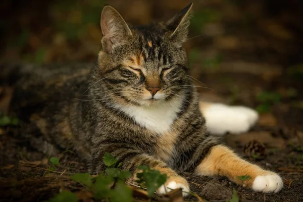 Cat Street — Stock Photo, Image