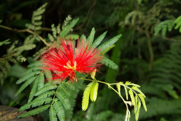 Tiro Botânico Flores Close — Fotografia de Stock