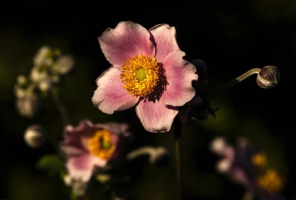 植物学拍摄 花卉特写 — 图库照片