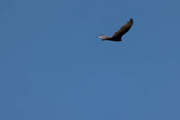 Ein Vogel Fliegt Den Himmel — Stockfoto