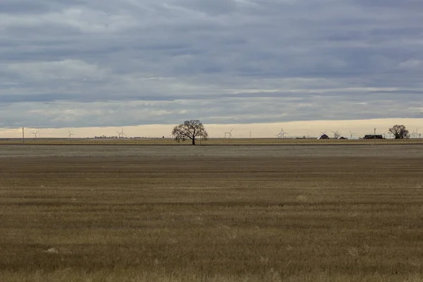 Поле Пшеницы Сельской Местности — стоковое фото