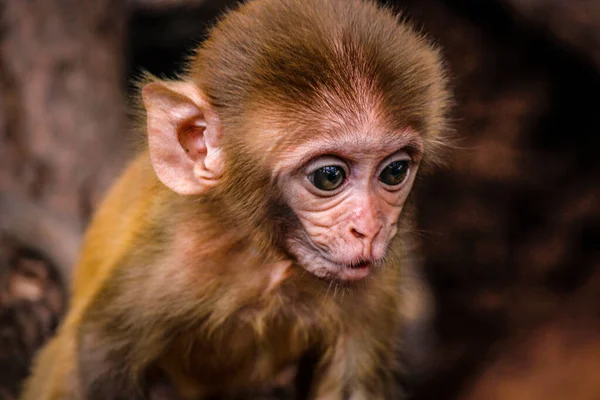 Close Macaco Bonito Fundo Close — Fotografia de Stock