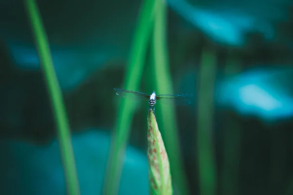 Libellen Insecten Flora Fauna — Stockfoto