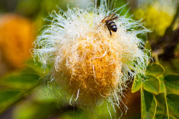 Abelha Uma Flor — Fotografia de Stock