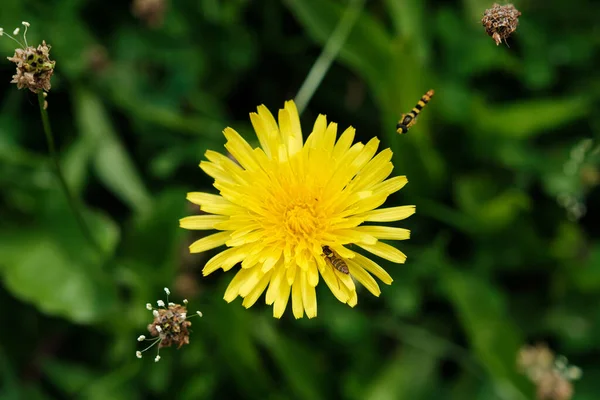 Belle Fleur Jaune Dans Jardin — Photo