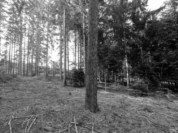 Foto Preto Branco Uma Árvore Pinheiro — Fotografia de Stock