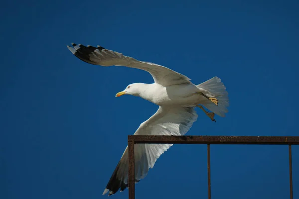 空を飛ぶカモメ — ストック写真