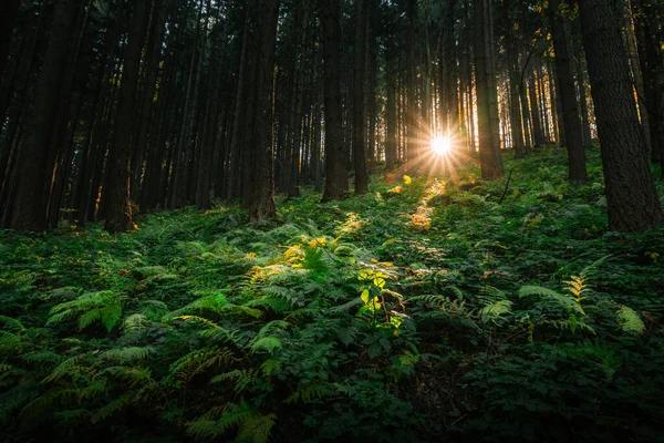 Όμορφο Δάσος Πρωί — Φωτογραφία Αρχείου