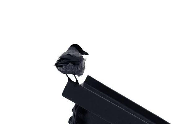 Czarny Kruk Siedzący Dachu Domu — Zdjęcie stockowe