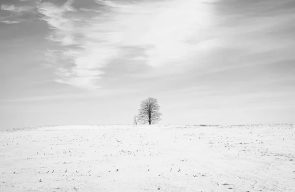 Bela Paisagem Inverno Com Neve — Fotografia de Stock