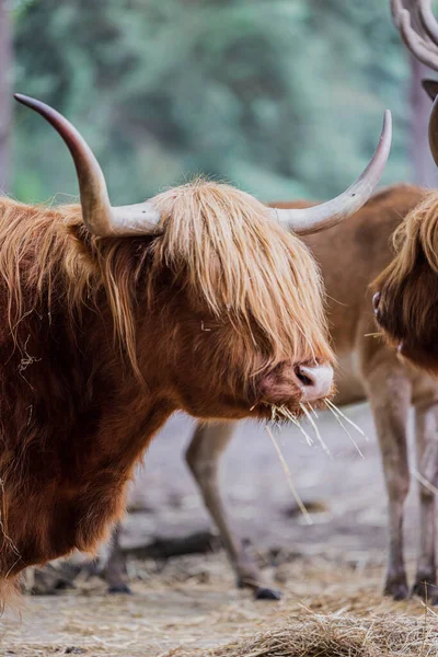 Bel Toro Con Corna Azienda — Foto Stock