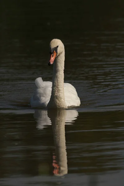 Schöner Weißer Schwan Auf Dem See — Stockfoto