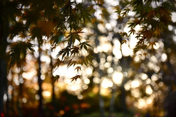 Beautiful Autumn Leaves Forest — Stock Photo, Image