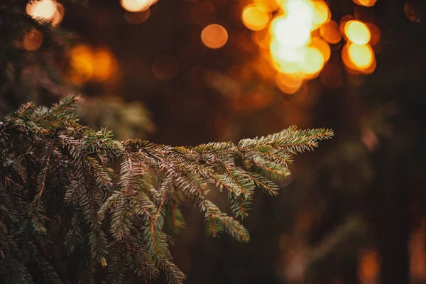 Ramas Árbol Navidad Con Conos Sobre Fondo Borroso — Foto de Stock