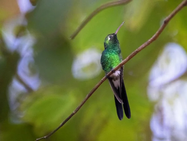 Vue Rapprochée Petit Oiseau — Photo