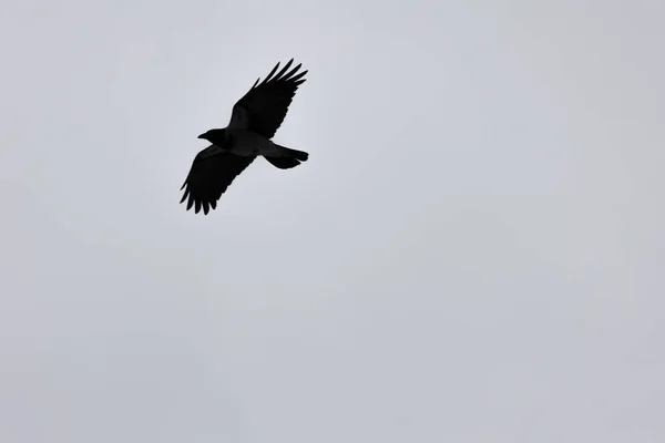 Meeuwen Die Lucht Vliegen — Stockfoto