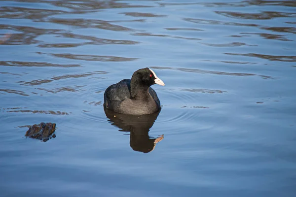 Черноголовая Утка Плавающая Озере — стоковое фото