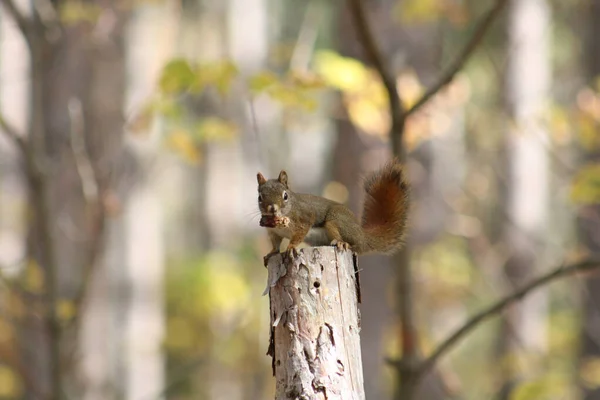 森林里的松鼠 — 图库照片