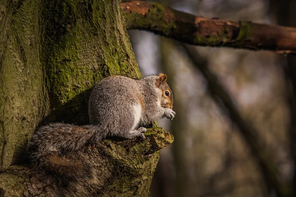 Ein Eichhörnchen Wald — Stockfoto