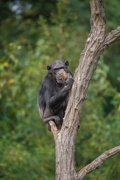 Monyet Hutan — Stok Foto
