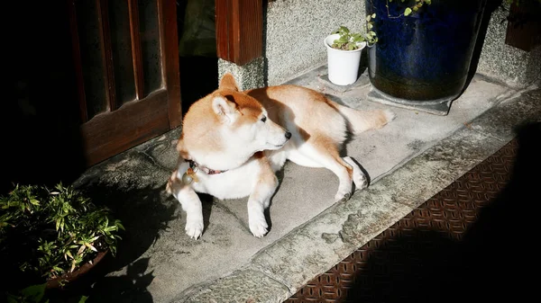 Anjing Dekat Rumah Gouse — Stok Foto