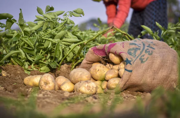 감자를 재배하는 — 스톡 사진