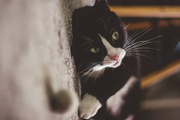 Närbild Porträtt Vacker Katt — Stockfoto