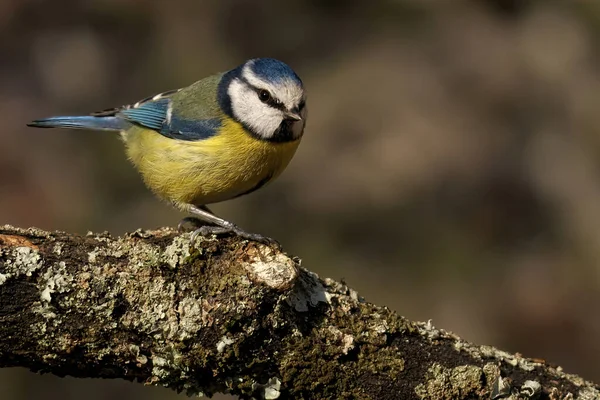 Vue Rapprochée Petit Oiseau — Photo