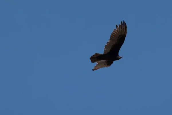 Летающая Птица Небе — стоковое фото